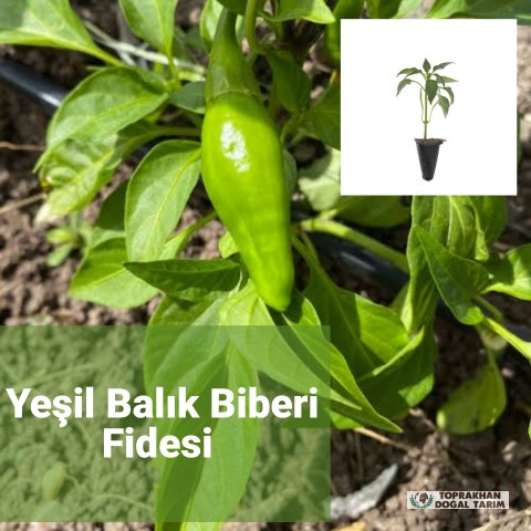 Biber Fide  Acı Balık